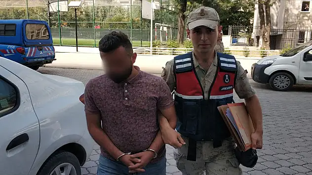 Tarlada dişi Hint keneviri ele geçirildi 