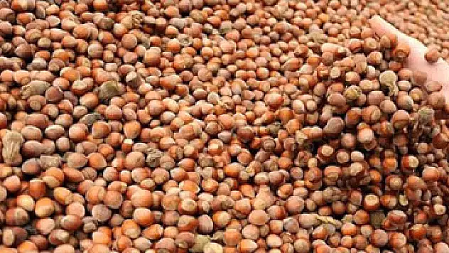 Fındık üreticilerinden milletvekillerine çağrı