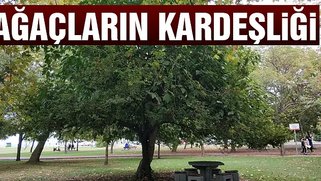 Ağaçların kardeşliği