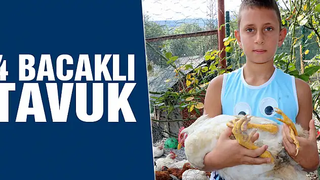 4 bacaklı tavuk
