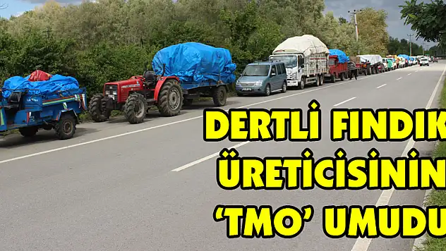 Dertli fındık üreticisinin 'TMO' umudu