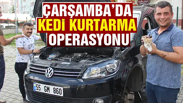 Çarşamba'da kedi kurtarma operasyonu
