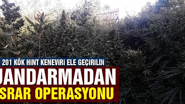 Jandarmadan esrar operasyonu