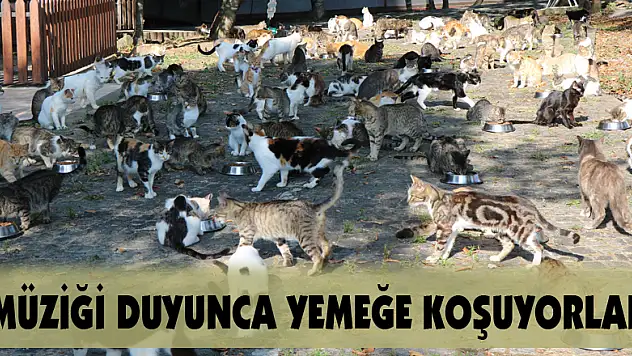 Müziği duyan yüzlerce kedi yemeğe koşuyor