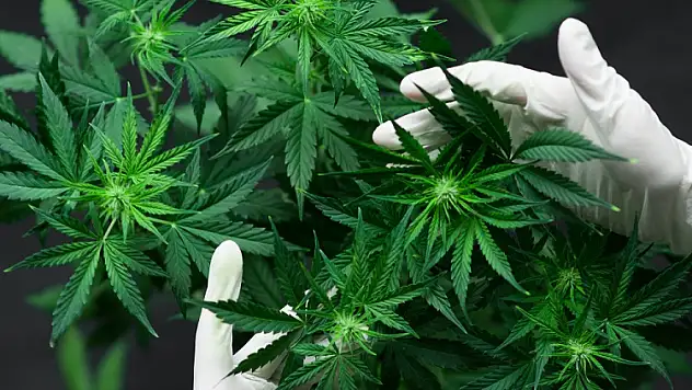  Evinde kenevir bitkisi ve esrar ele geçti