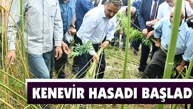 Kenevir tohumu üretimi 2023'te 150 tona çıkacak