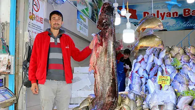  Bu senenin en büyük yayın balığı yakalandı