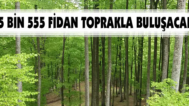 Samsun'da 55 bin 555 fidan toprakla buluşacak
