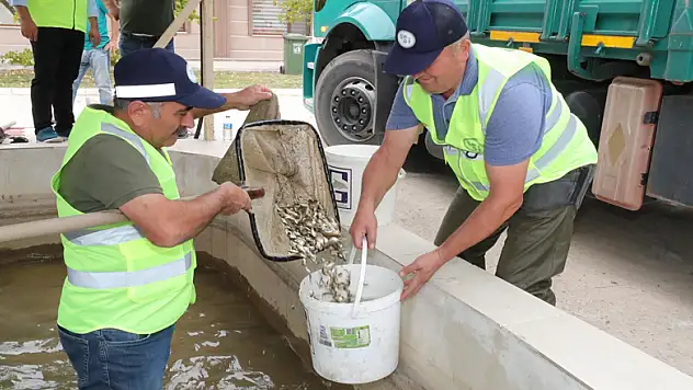 Yedikır'dan 7 milyon pullu sazan yavrusu