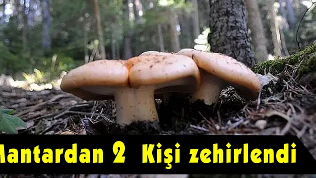 Samsun'da 2 kişi mantardan zehirlendi