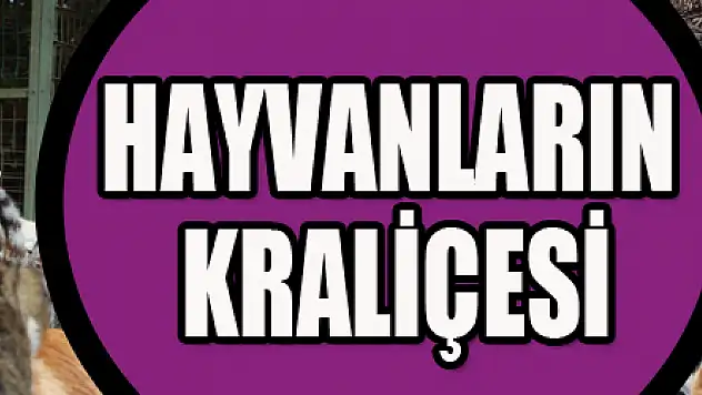 Hayvanların kraliçesi
