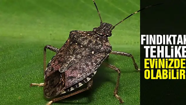 Fındıktaki tehlike evinizde olabilir!