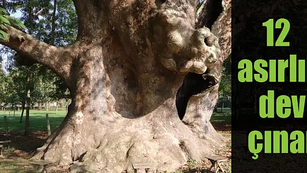 12 asırlık dev çınar