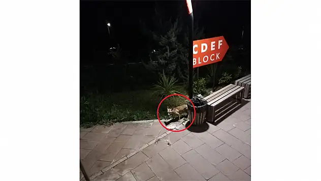 Davetsiz misafir tilki!