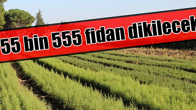 Samsun'da 55 bin 555 fidan dikilecek