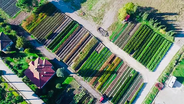 Türkiye'nin fidanları Samsun'dan