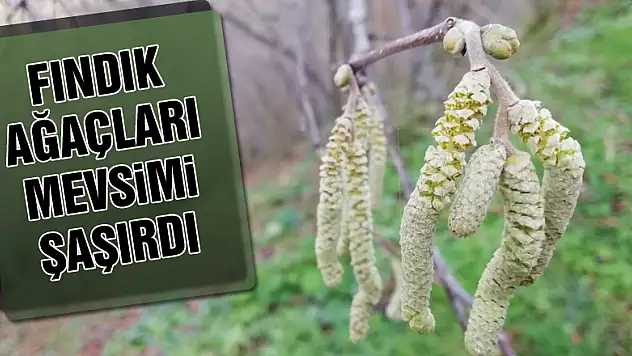 Fındık ağaçları mevsimi şaşırdı