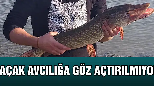 Kaçak avcılığa göz açtırılmıyor