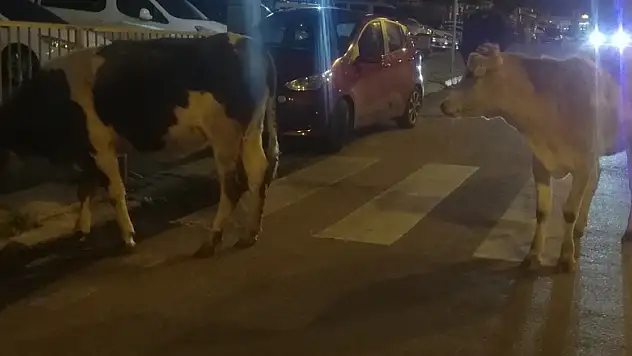 Aniden yola çıkan inek kazaya yol açtı