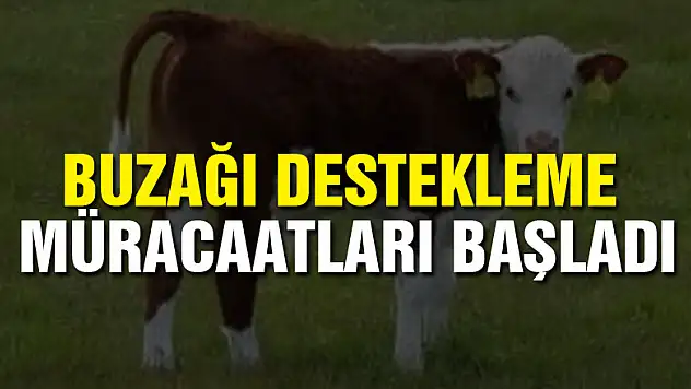 Buzağı Destekleme Müracaatları Başladı