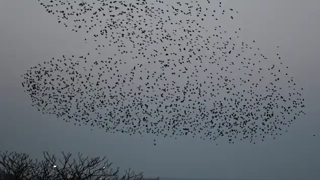 Sığırcıkların dansı görenleri hayran bıraktı