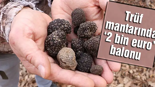 Trüf mantarında '2 bin euro' balonu