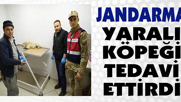Jandarma yaralı köpeği tedavi ettirdi