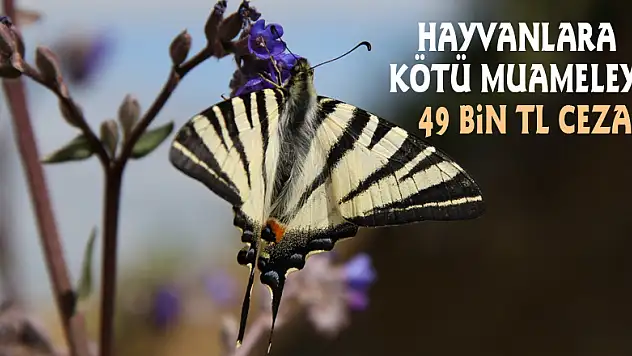 Hayvanlara kötü muameleye 49 bin TL ceza