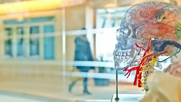 'Düzensiz gelir beyin sağlığını olumsuz etkiliyor'