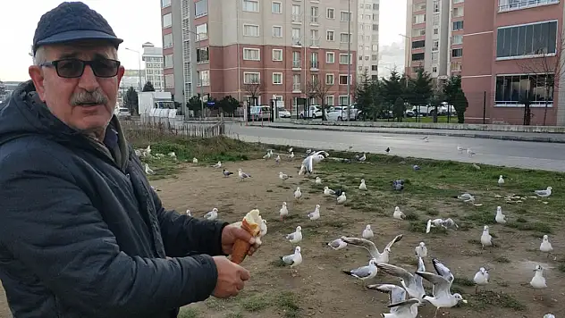  Her sabah ilk işi martıları doyurmak