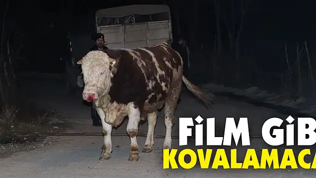 Samsun'da aksiyon filmlerini aratmayacak boğa kovalaması