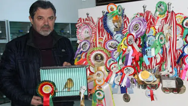 Bu doktor şampiyon kanaryalar yetiştiriyor