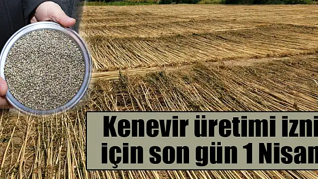 Kenevir üretimi izni için son gün 1 Nisan