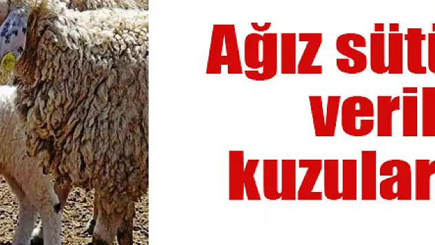 Ağız sütünün yeterli verilmemesi kuzuları öldürüyor