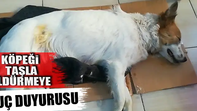 Köpeğe taş atarak ölmesine yol açan şahıs hakkında suç duyurusu