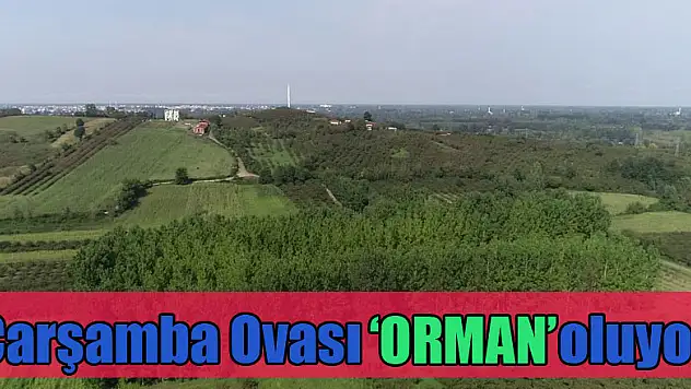 Çarşamba Ovası 'orman' oluyor