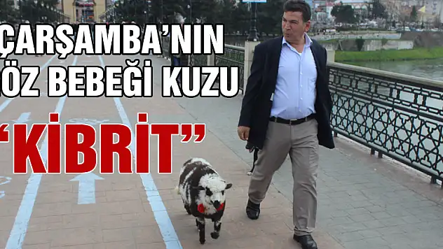 Çarşamba'nın göz bebeği kuzu 'Kibrit'