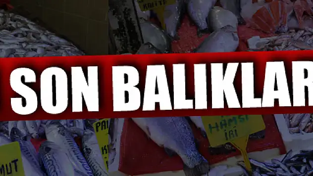Sezonun son balıkları '10 lira'