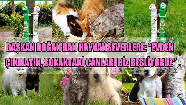 Başkan Doğan'dan hayvanseverlere: 'Evden çıkmayın, sokaktaki canları biz besliyoruz'