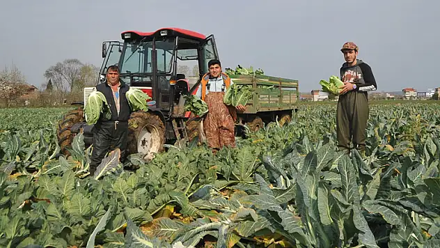 Bafra Ovası'nda karnabahar hasadı
