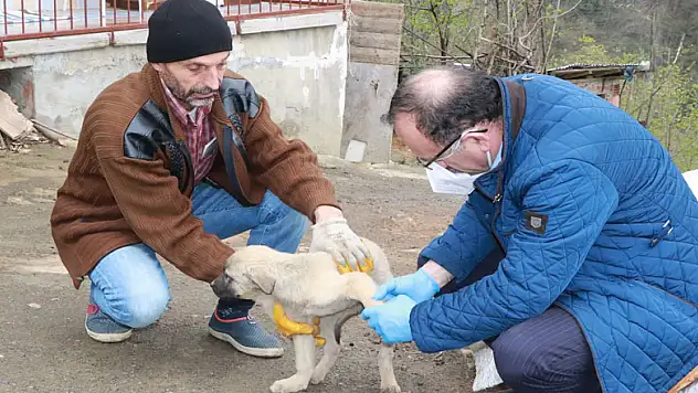 Evinden çıkamayan yaşlı vatandaşın yaralı köpeğini belediye tedavi ettirdi