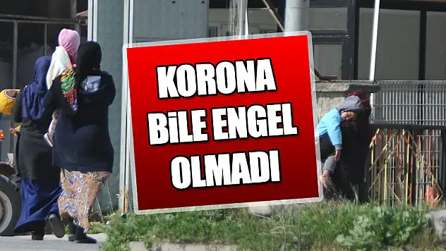  Korona virüsü dilencileri yıldırmadı   