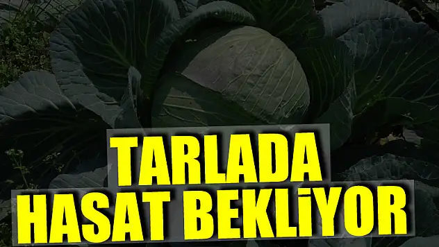 Beyaz lahana tarlada hasat bekliyor