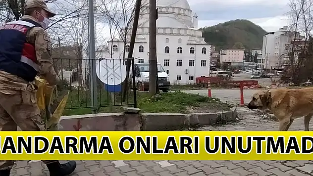 Jandarma  ,virüs nedeniyle  hayvanlara yiyecek bıraktı