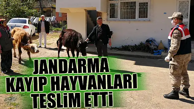 Jandarma kayıp hayvanları teslim etti
