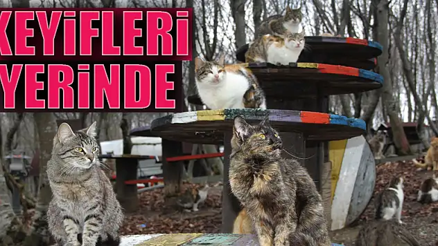 Korona günlerinde can dostların keyfi yerinde