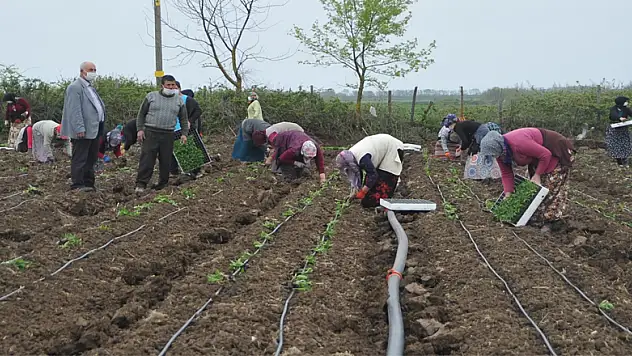  Tarım işçileri korona virüs gölgesinde mesai yapıyor