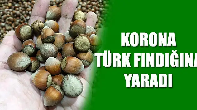 Korona Türk fındığına yaradı 