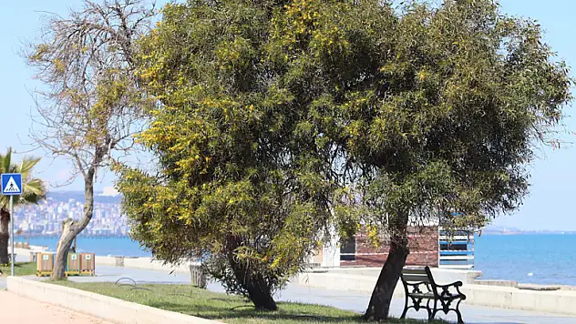 Atakum sahilinde mimoza güzelliği