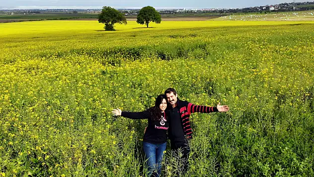 Kanola bahçesinden kartpostallık görüntüler